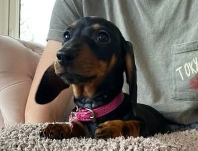 Miniature Dachshund Puppies in Dublin