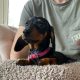 Miniature Smooth haired dachshund puppies