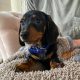 Miniature Smooth haired dachshund puppies