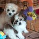 Cavachon pups for sale
