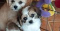 Cavachon pups for sale