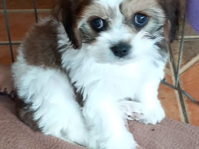 Cavachon Puppies for Sale in Galway