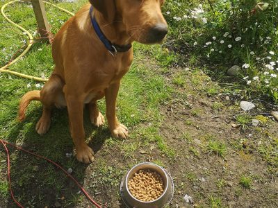 Setter for Sale in Roscrea – Friendly Companion