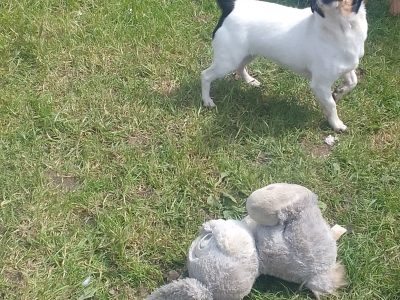 Playful Jack Russell in Aughoose – IKC Registered