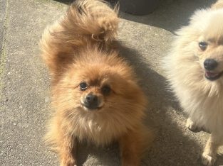 Two beautiful pure bred pomeranians for sale