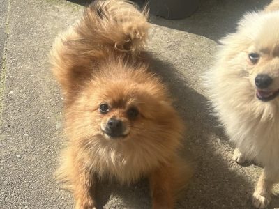 Pomeranians for Sale in Kerry – Playful Pups