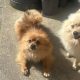 Two beautiful pure bred pomeranians for sale