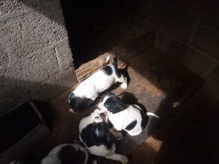 Teagle pups for sale