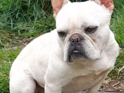 Friendly French Bulldog in Ballina – EABKC Registered