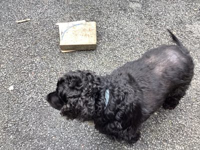 Cocker Spaniel Puppies in Castlecomer