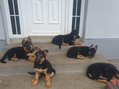 Vibrant German Shepherd Puppies in Kilnaleck