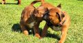Boxer pups