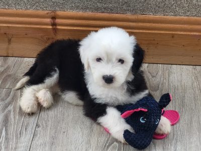 Old English Sheepdog Puppies in Wexford – IKC