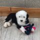 Old English sheepdog Puppies, IKC registered
