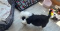Old English sheepdog Puppies, IKC registered