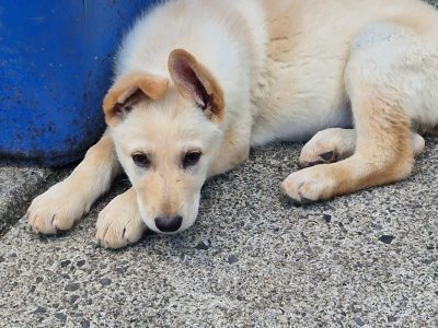 German Shepherd Puppy for Sale in Longford
