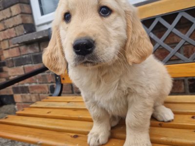 Golden Retriever Puppies in Rochfordbridge