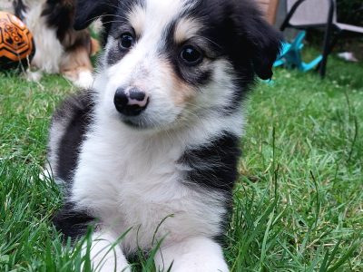 Tri-Coloured Collie Puppies in Clearistown