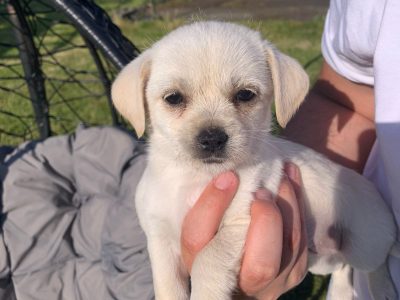 Shih-Chi Puppies for Sale in Kilcornan – Playful