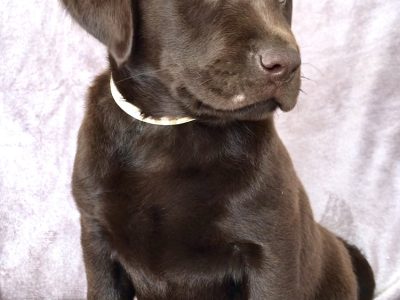 Chocolate Labrador Puppies in Lettermore – IKC Reg
