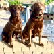 IKC reg Chocolate Labrador puppies
