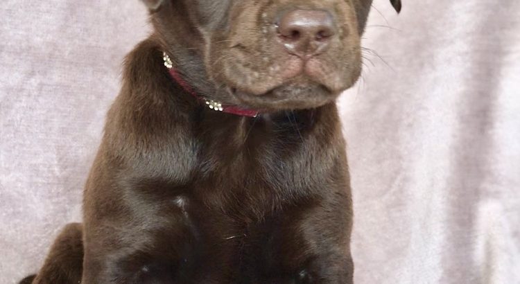 IKC reg Chocolate Labrador puppies