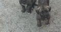 Irish Wolfhound pups