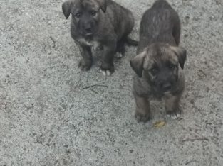 Irish Wolfhound pups