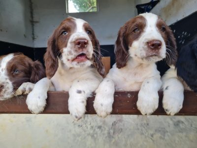 Springer Spaniel Pups for Sale in Laois
