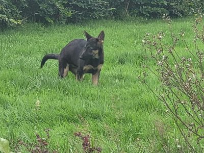 German Shepherd Puppies for Sale in Nenagh