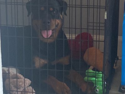 Rottweiler for Sale in Dublin – IKC Registered