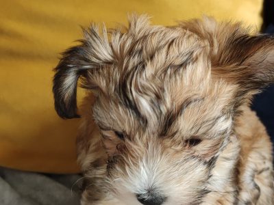 Purebred Chinese Crested Puppies in Ratoath