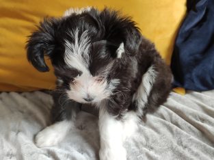 Purebred Chinese crested puppies