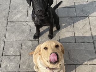 Labrador pups