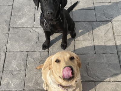 Labrador Pups Available in Carrickmacross