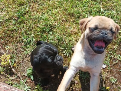 Pug x Puppies for Sale in Longford – Loving Companions