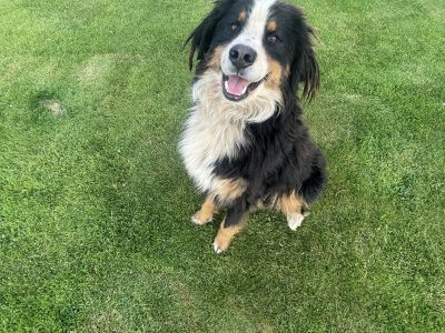 Bernese Mountain Dog in Enniskerry – Playful Pup