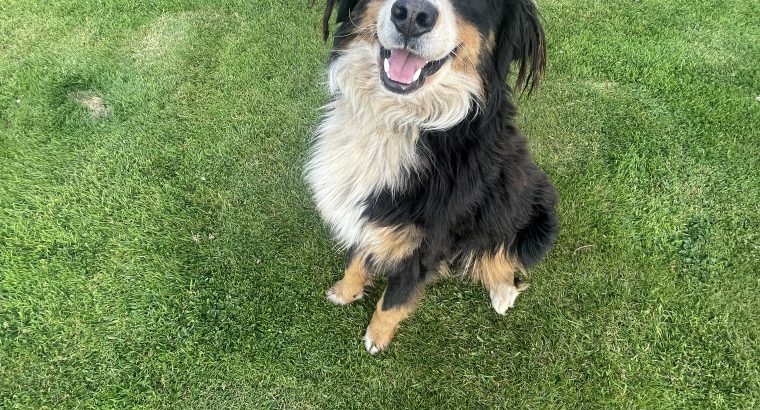 Bernese Mountain Dog Male