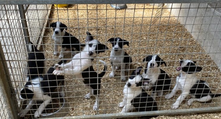 Border Collie Pups for sale