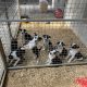 Border Collie Pups for sale