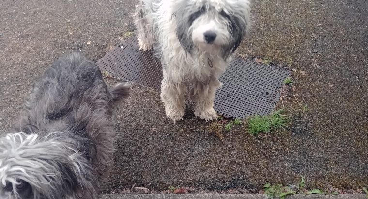 Bearded collie male and female