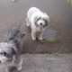 Bearded collie male and female
