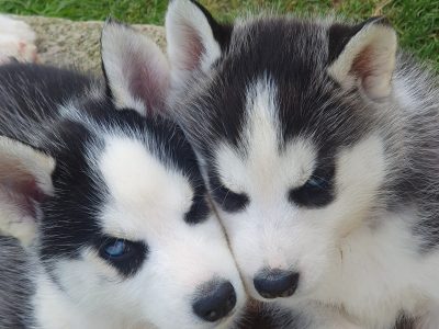 Siberian Husky Puppies for Sale in Gorey