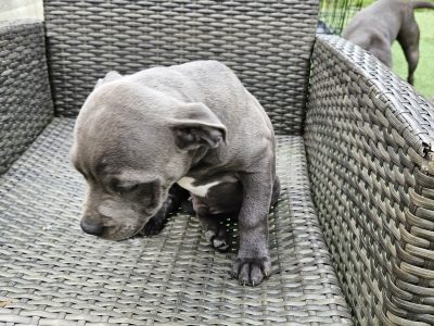 Blue Staffordshire Bull Terrier Puppies in K67