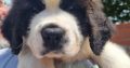St Bernard Puppies – IKC Registered