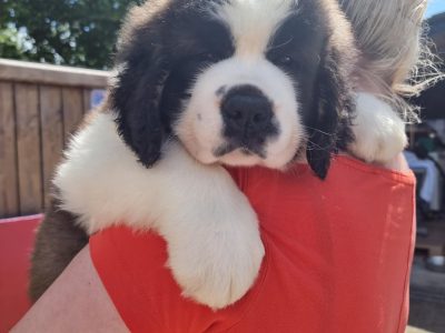 St Bernard Puppies for Sale in Louth – IKC Reg