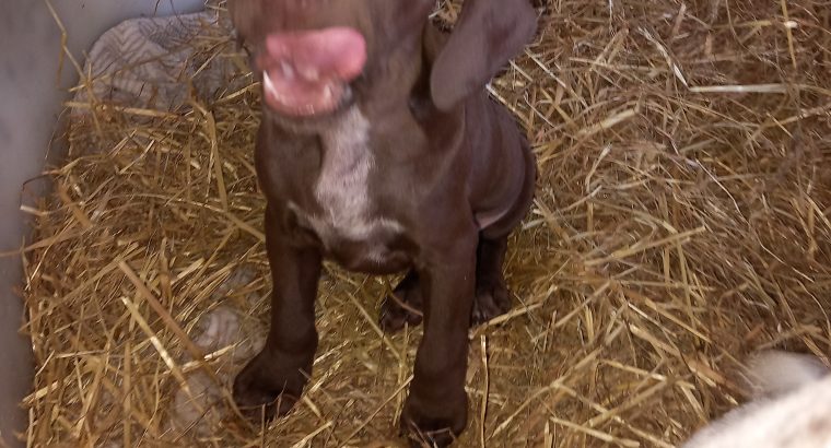 CHOCOLATE and mixed colour GSP puppies