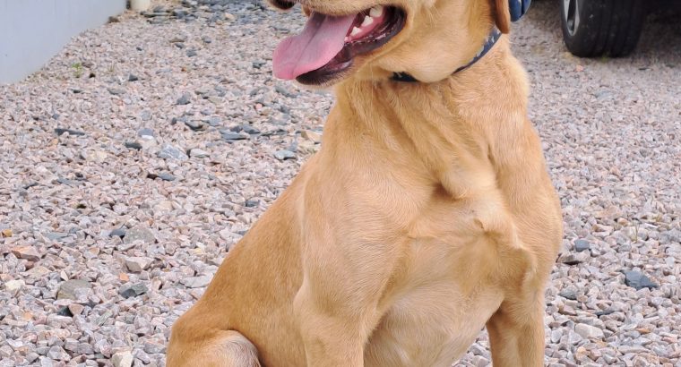 Golden labrador