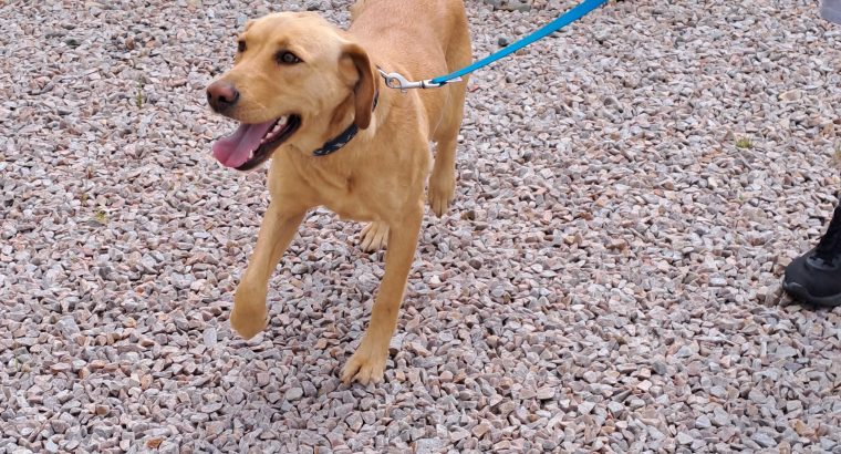 Golden labrador