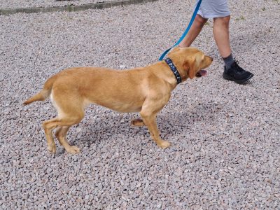 Golden Labrador for sale in Letterkenny